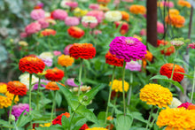 Zinnia Colorato Giallo Seeds valued for bright Yellow Zinnia Blooms