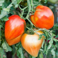 Heart Tomato Seeds (Solanum lycopersicum) for growers stocking the Vegetable Patch & Garden