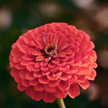 Zinnia Dreamland Coral Seeds valued for bright Coral Blooms