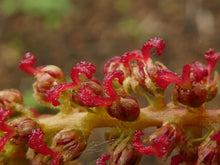 Fortunearia Sinensis Pink Seeds for reliable seasonal color