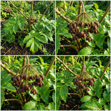 Ashitaba Seeds for Starter Plants, Expedited and Potted  Ornamental Garden Plant Garden Plant Seeds