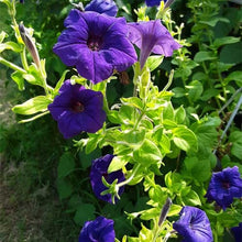Petunia Petunia Hybrida Deep Blue Seeds for growers filling out the Container Outdoor Spaces
