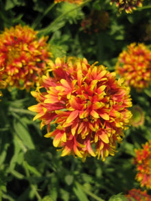 Gaillardia Decke Seeds known for bright, Cheerful Gaillardia Flowers