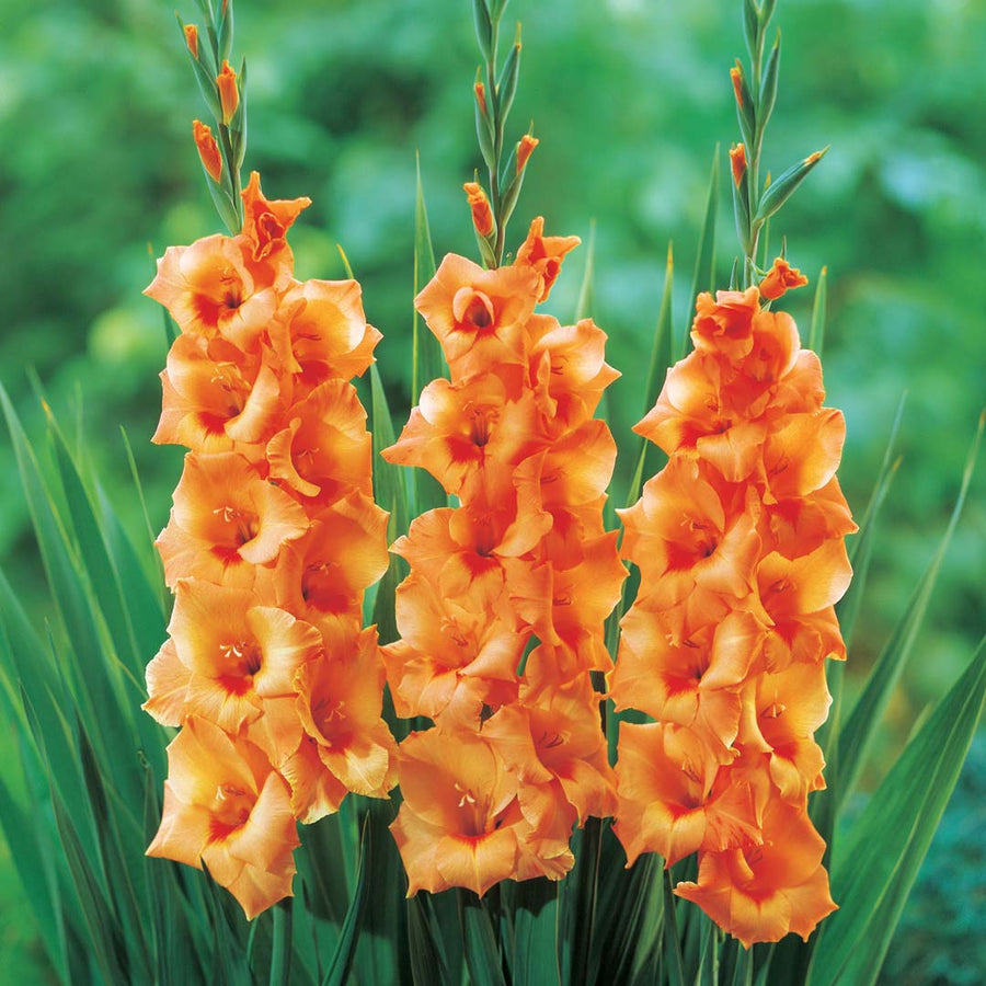 Gladiolus Seeds (Gladiolus hortulanus) for colorful blooms in the home garden or backyard garden