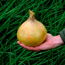 Giant (Grand Colossus Onion Seeds – Extra-Large American Onion Variety) for planting in garden