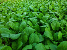 Mustard Plants for growers stocking a kitchen garden