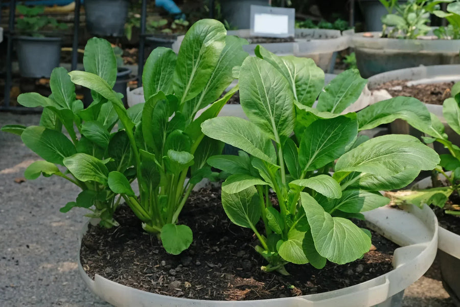 Mustard Plants for growers stocking a kitchen garden