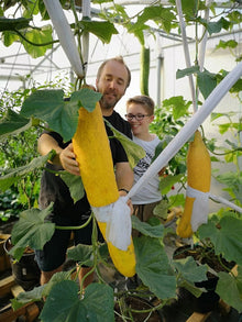 Super Large Cucumber Seeds valued by growers for huge Summer Harvest