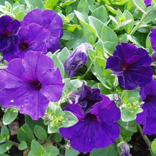 Petunia Petunia Hybrida Deep Blue Seeds for growers filling out the Container Outdoor Spaces