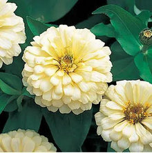 Zinnia Dreamland Ivory Seeds valued for elegant White Blooms