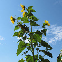 Sunflower Seeds (Helianthus annuus) for growers filling out the backyard gardening or pollinator beds