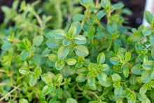 Thyme Plants for a fragrant addition to the herb patch