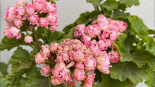 Deep Pink Geranium Seeds for growers filling out the Balcony Flower Bed