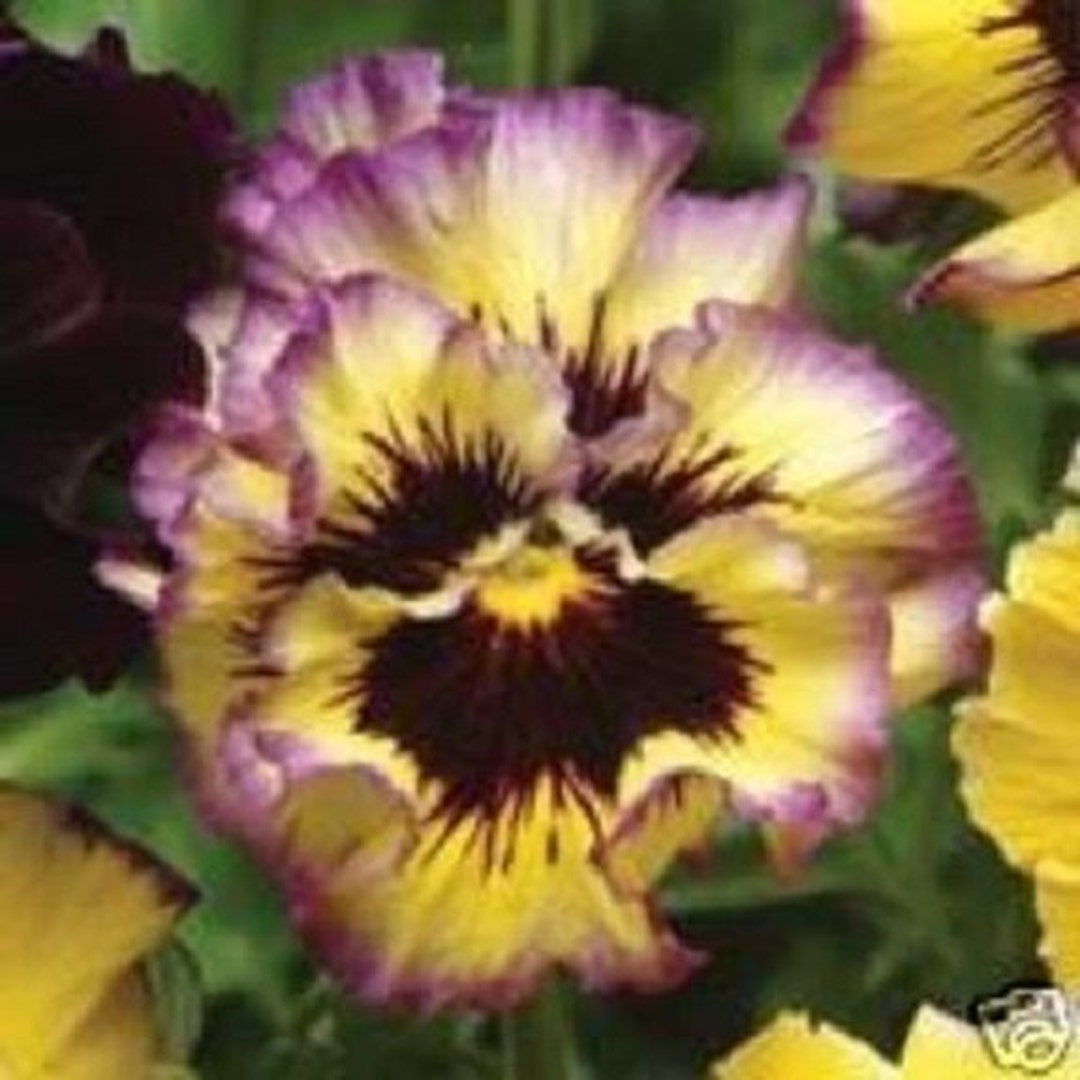 Lemon Berry Pansy Viola Ã— wittrockiana curled flower seeds for planting in pots and borders