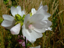 White Perfection with Pink Anthers Malva Seeds for growers seeking a long-blooming display
