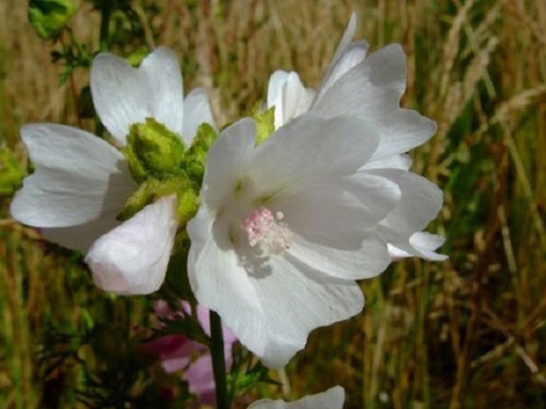 White Perfection with Pink Anthers Malva Flower Seeds â€“ Elegant Blooms for Cottage Borders