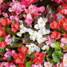 Herrlich Begonia Ambassador Mix Seeds for growers seeking a long-blooming display
