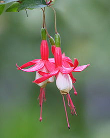 Red Fuchsia Dahlia Seeds valued for potted Flowers & DIY