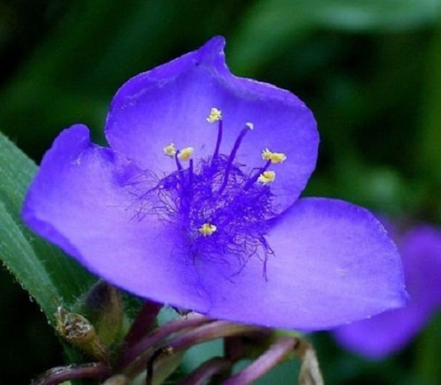 Dark Blue Tradescantia Masterblume Seeds â€“ Striking Blue Flowers for Border Edges