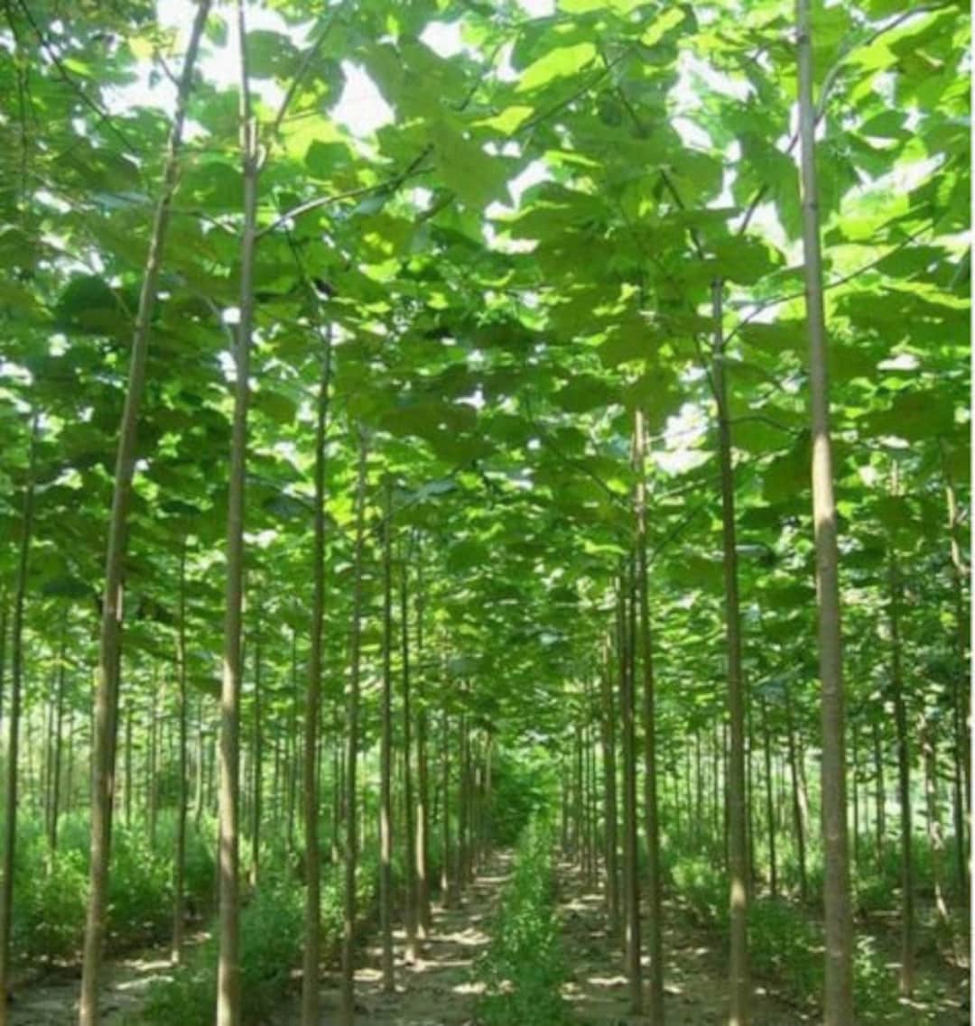 Gene Paulownia Elongata Royal Empress Tree Fast Growing Tree  Ornamental Garden Plant Premium Quality Seeds