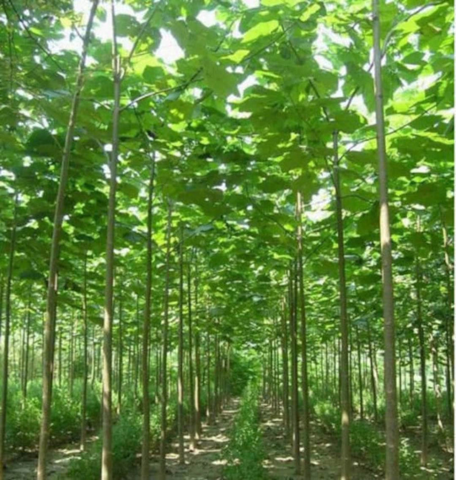 Gene Paulownia Elongata Royal Empress Tree Fast Growing Tree  Ornamental Garden Plant Premium Quality Seeds