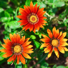 Bronze Star Gazania Seeds (Gazania rigens) for a lasting display in the sunny garden beds