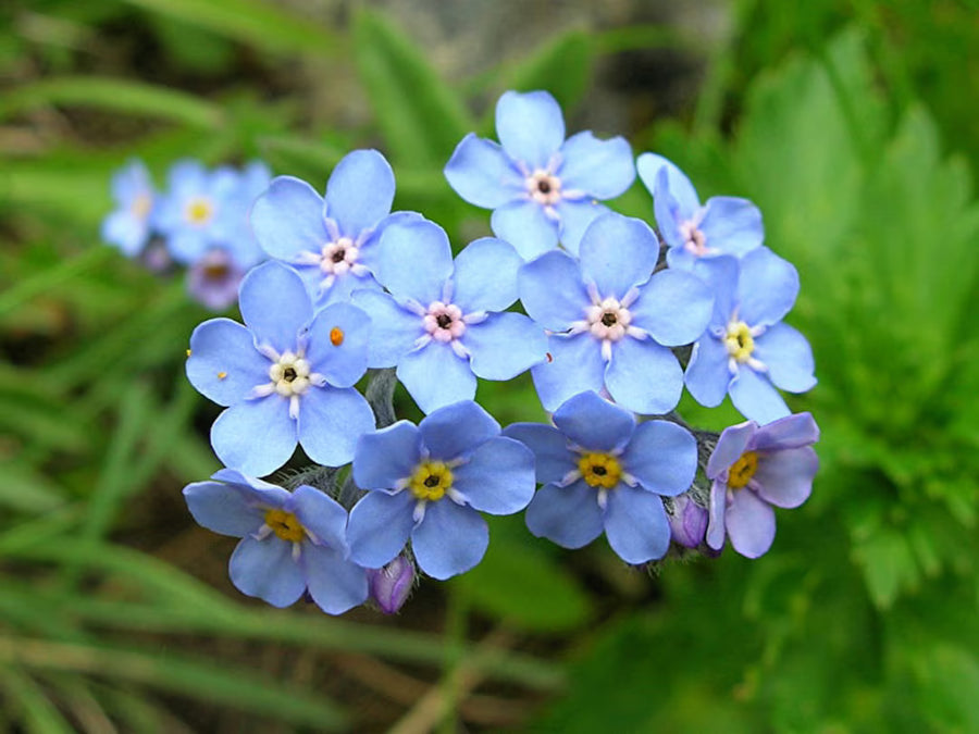 Forget-Me-Not 'Myosotis Alpestris' Mix Seeds for seasonal color across the Container Planting