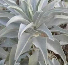 White Sage Plants for cooks growing their own fresh herbs