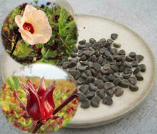 Hibiscus Seeds (Hibiscus rosa-sinensis) for a lasting display in the home garden beds