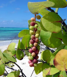 Seagrape Seeds (Cocoloba uvifera) for a homegrown harvest from the Coastal Garden & Landscape