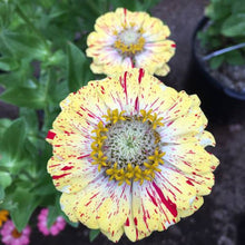 Zinnia Seeds (Zinnia elegans) for a bright addition to the backyard flower beds or garden borders