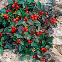 Eastern Teaberry Seeds (Gaultheria procumbens) for a bright addition to the woodland gardens