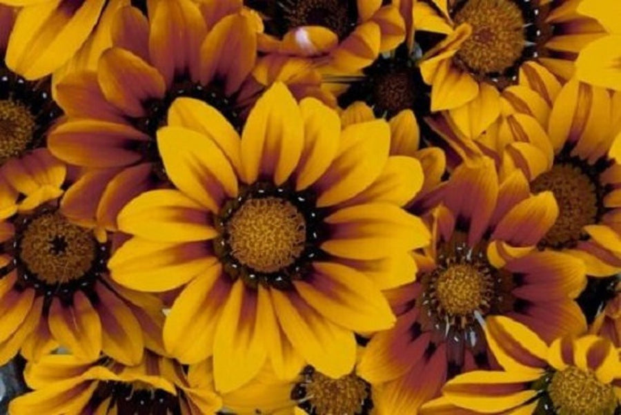 Bronze Star Gazania Gazania rigens drought-tolerant flower seeds for planting in sunny garden beds