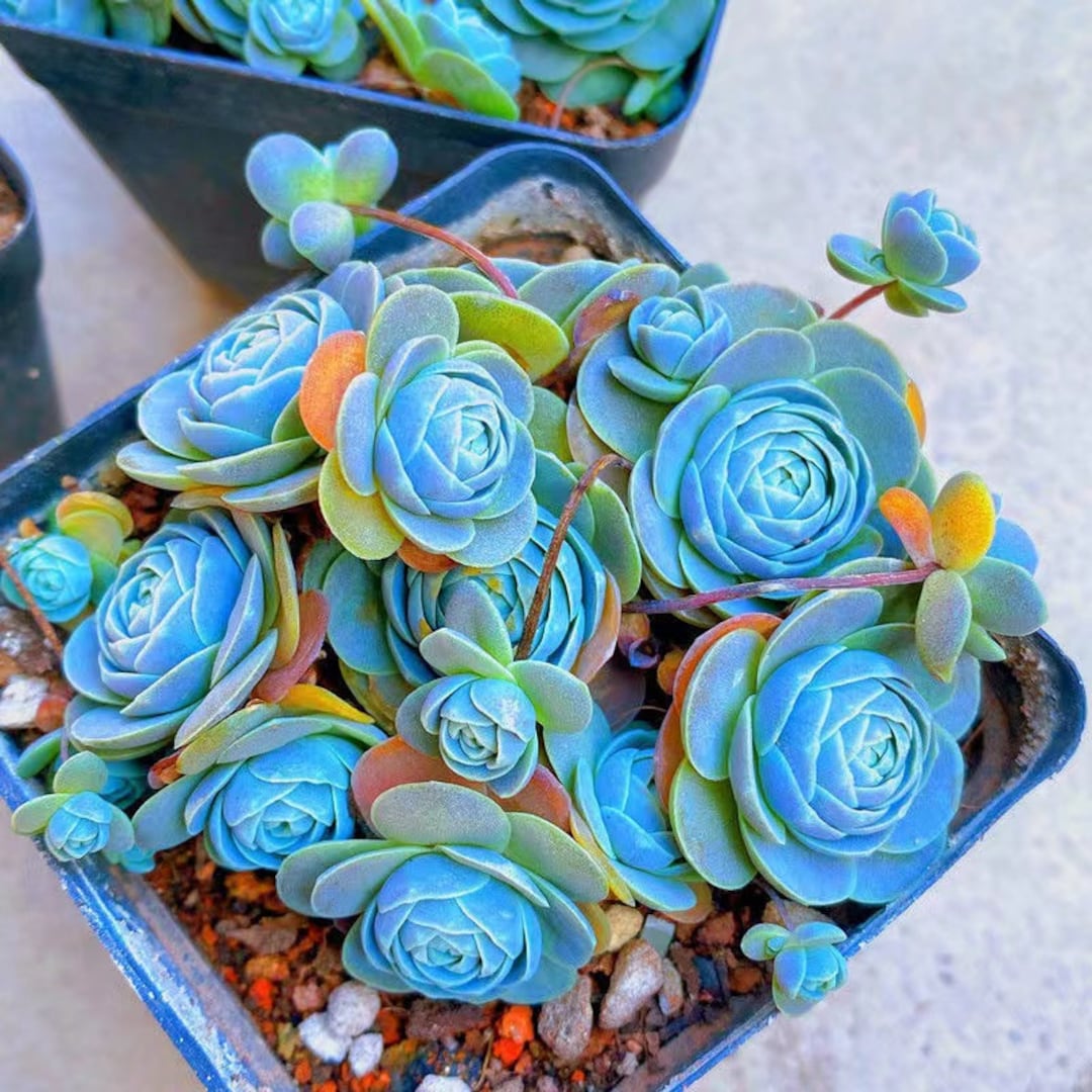 Lithops Lithops aucampiae succulent seeds for planting in indoor pots or decorative rock gardens - for planting in home garden