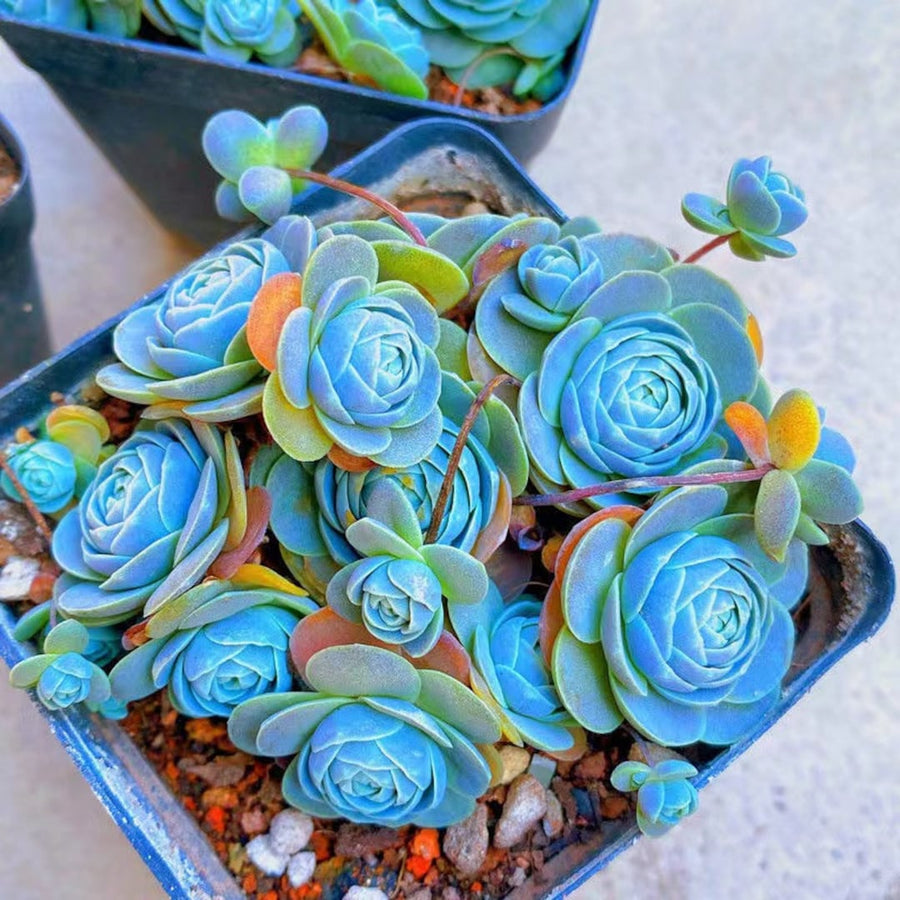 Lithops Lithops aucampiae succulent seeds for planting in indoor pots or decorative rock gardens - for planting in home garden