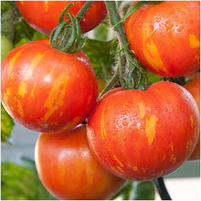 Skyreacher Tomato Seeds (Solanum lycopersicum) for a fresh homegrown crop from the vertical garden systems