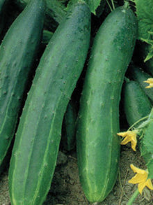 Heirloom Non-GMO Spacemaster Bush Cucumber Seeds prized among growers for productive Cucumber Plants