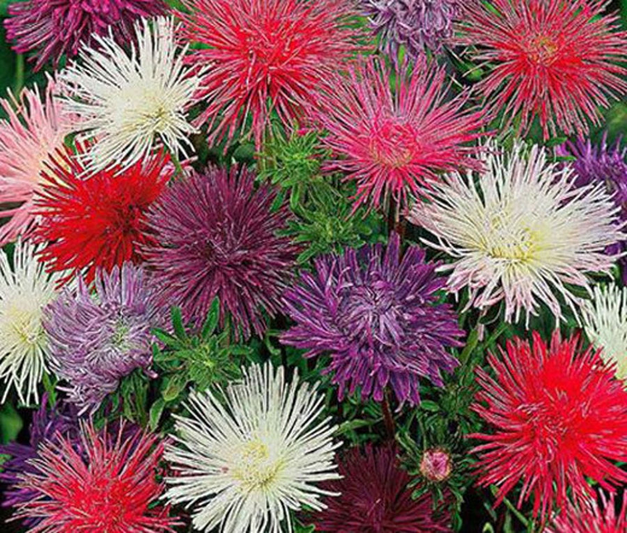 Aster Callistephus chinensis Nadel Unicum flower seeds for planting in home garden or seasonal beds - for planting in home garden