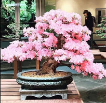 Japanese Cherry Blossom Bonsai Seeds  Ornamental Flowering Tree Garden Plant Seeds