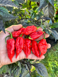 Dorset Naga Pepper Seeds (Capsicum chinense) for a reliable harvest in the Vegetable Patch & Garden