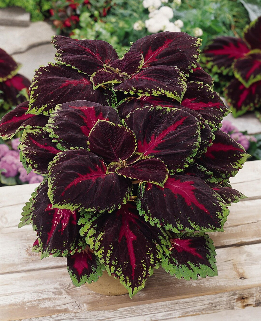 Kong Red Giant Coleus seeds