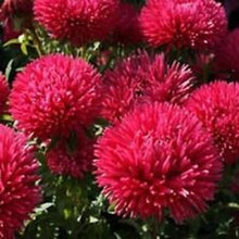 Red Duchess Aster Flower Seeds â€“ Majestic Scarlet Blooms for Summer to Fall Color