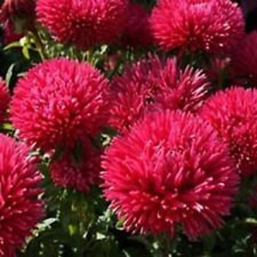 Red Duchess Aster Flower Seeds â€“ Majestic Scarlet Blooms for Summer to Fall Color