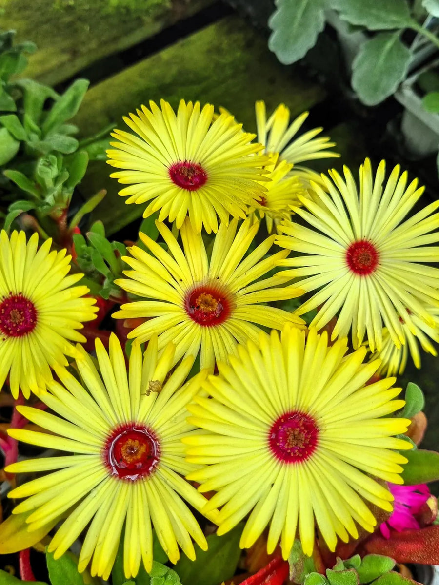 Gelato Yellow Ice Plant 'Mesembryanthemum' Seeds for seasonal color across the Container Planting