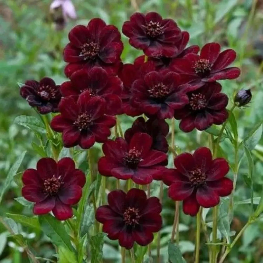 Rare Geranium Seeds for colorful blooms in the Indoor & Garden Pots