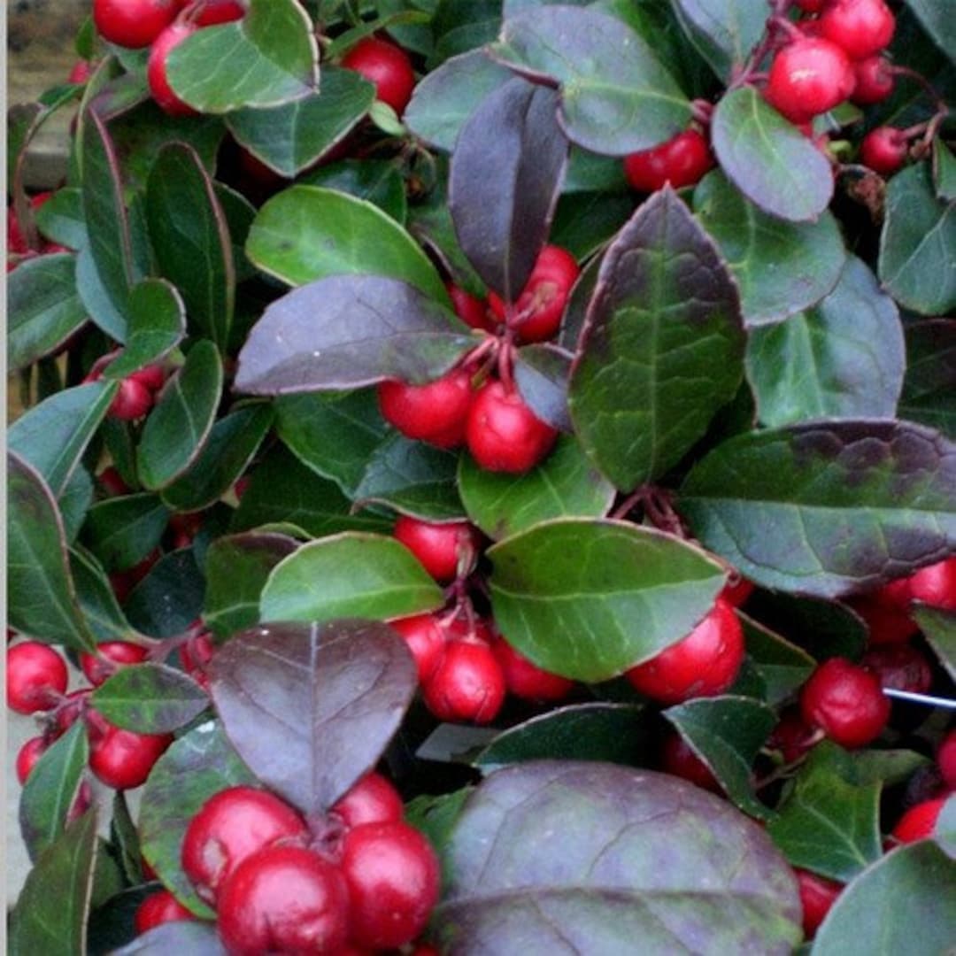 Eastern (Teaberry Gaultheria procumbens herb) for planting in garden