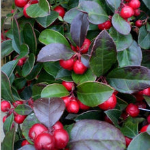 Eastern (Teaberry Gaultheria procumbens herb) for planting in garden