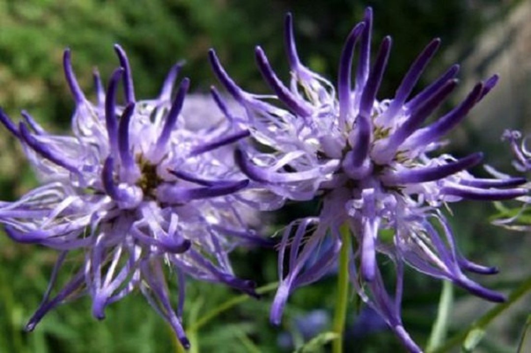 Phyteuma Scheuchzeri Horned Rampion Flower Seeds â€“ Unique Curled Blooms for Alpine Gardens