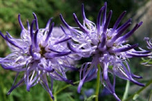 Phyteuma Scheuchzeri Horned Rampion Flower Seeds â€“ Unique Curled Blooms for Alpine Gardens