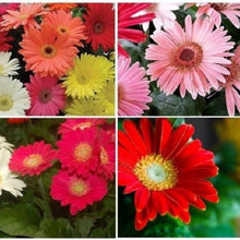 Fizz Bananaberry Carnation Seeds for a colorful addition to any planting